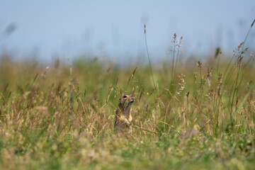 Ground Squirrel (Spermophilus citellus) eats the grass, looking around the neighborhood.