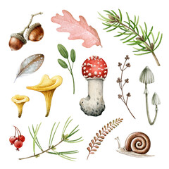 Forest herbs and mushrooms autumn collection. Hand drawn natural rustic fall season set. Fly agaric, fern, feather, acorn, toadstool, snail pine branch elements. Forest nature element collection © anitapol