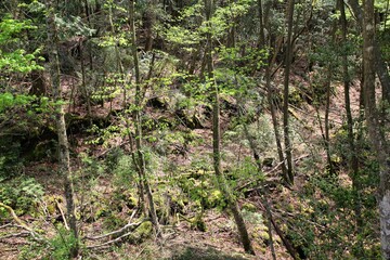 Fototapeta premium Japanese natural landmark - Aokigahara Forest