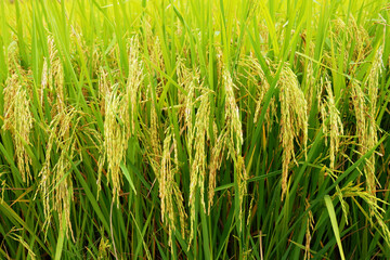 green rice field