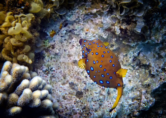 Spotted cube trunkfish (box-fish) inhabits coral reefs, belongs to the family Ostraciidae. It lives among rocks and algae in shallow water   