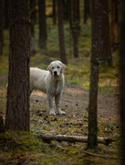Beautiful golden retriever dog outside.