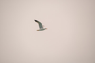 wonderful view of beautiful lonely seagull flying in the clear sky.