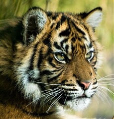 The head of a tiger looking into the distance