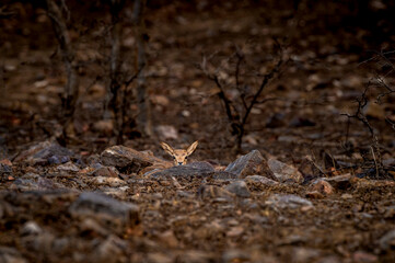 Chinkara or Indian gazelle fawn behavior in fear hiding behind rock at ranthambore national park or tiger reserve sawai madhopur rajasthan india - Gazella bennettii