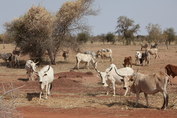 Troupeau de vaches zébus, zone soudano sahelienne région des pasteur nomades peul au sénégal