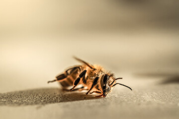 We do not inherit the Earth from our ancestors, we borrow it from our children. Save the bees, don't let them take their last breath