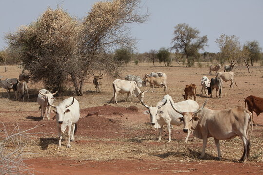 Troupeau de vaches z&eacute;bus, zone soudano sahelienne r&eacute;gion des pasteur nomades peul au s&eacute;n&eacute;gal