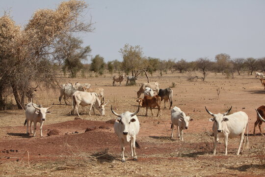 Troupeau de vaches z&eacute;bus, zone soudano sahelienne r&eacute;gion des pasteur nomades peul au s&eacute;n&eacute;gal