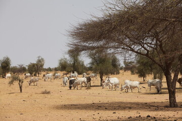 Troupeau de vaches z&eacute;bus, zone soudano sahelienne r&eacute;gion des pasteur nomades peul au s&eacute;n&eacute;gal