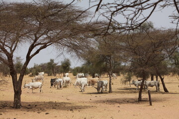 Fototapeta na wymiar Troupeau de vaches zébus, zone soudano sahelienne région des pasteur nomades peul au sénégal