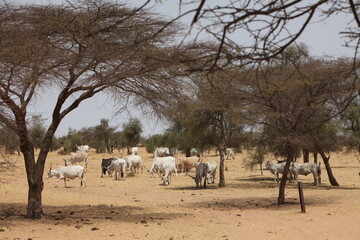 Troupeau de vaches zébus, zone soudano sahelienne région des pasteur nomades peul au sénégal