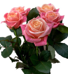 Fresh pink roses with bright leaves on a white background.