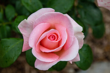 pink rose