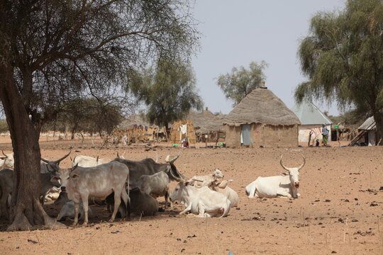 Troupeau de vaches z&eacute;bus, dans la zone soudano sah&eacute;lienne du S&eacute;n&eacute;gal, devant un village de pasteurs peul