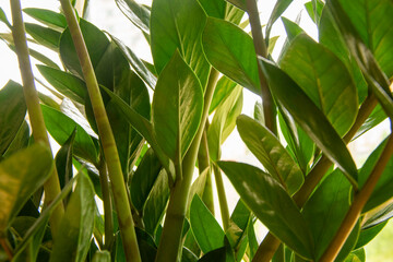 Beautiful home plant Zamioculcas Zamiifolia. Green branches of Zamiokulkas. Closeup