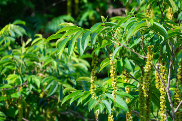 サワグルミの果穂　実