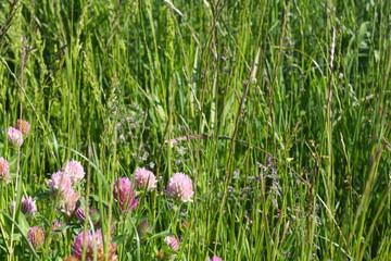Detail of a section of a wildflower meadow, with pink clover flowers and grasses