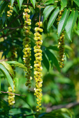 サワグルミの果穂　実