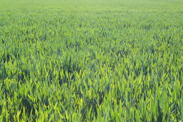 A young green wheat crop growing in an agricultural field