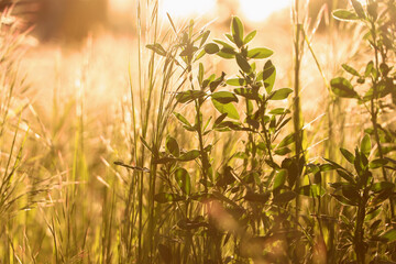 Fototapeta premium Lush grass and wild flowers in spring meadow
