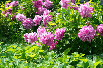 Spring pink peony and fresh tender spring garden