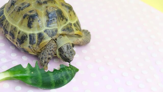 land turtle eating plant leaves, studio video, sick land turtle, treatment of rickets in turtles