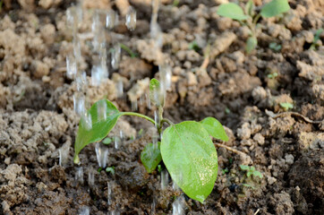 the green ripe brinjal plant with water environment conversation concept on the brown background.