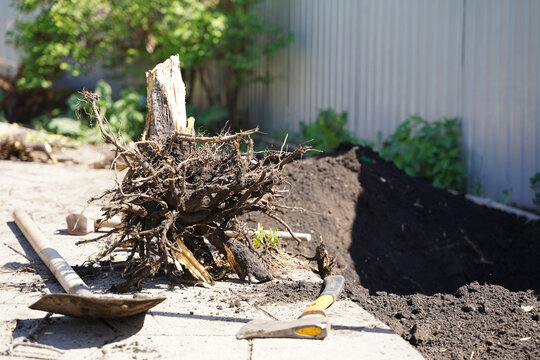 Close-up Remove Dry Tree By Pulling Out Its Roots With A Shovel, Garden Tools.