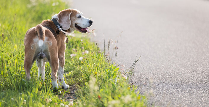 Walking beagle dog portrait image. He standing on the green grass near the asphalt running track and looking around. Funny domestic pets concept photo.