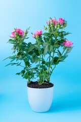 Naklejka na ściany i meble Pink bush rose in a white pot on a blue background.