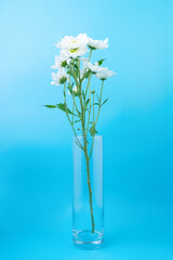 White chrysanthemum in a glass vase on a blue background, vertical photo
