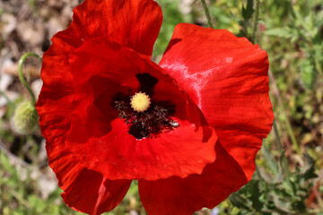 Red poppy in the countryside, natural environment