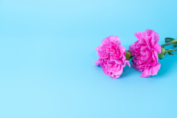 Two pink carnations on a blue background