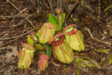 Cephalotus follicularis, the Western Australian pitcher plant, in natural habitat with flower stalks