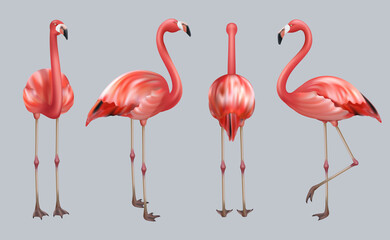 Realistic flamingo. Exotic tropical birds pink color animate poses wildlife decent vector collection illustrations