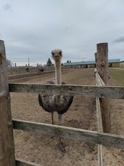 an ostrich stands behind a fence on the ground
