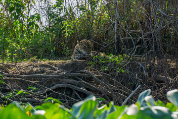 Naklejka na ściany i meble Front view of wild Jaguar standing in riverbank, Pantanal, Brazil
