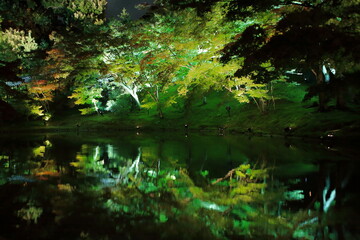 autumn Japanese garden ライトアップされた日本庭園