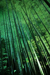 bamboo forest ライトアップされた寺の庭　