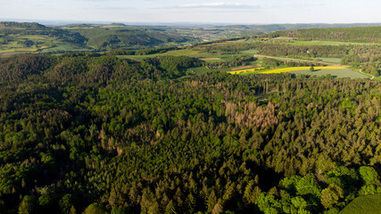 Fototapeta na wymiar Grüner Nadelwald in Oberfranken