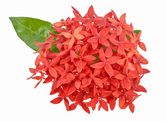 Ixora flower isolated on white background