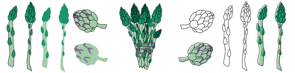 Сollection botanical hand drawn Isolated vector illustration. Asparagus and artichoke as cultivated vegetable for vegetarian nutrition. set applicable for restaurant menu or packaging, label, poster.