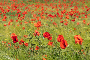 Fototapeta na wymiar Close-up of a grain field near Wiesbaden / Germany with red blooming poppies 