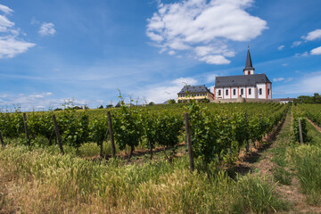 View over a vineyard towards St. Peter and Paul Church in Hochheim am Main / Germany 