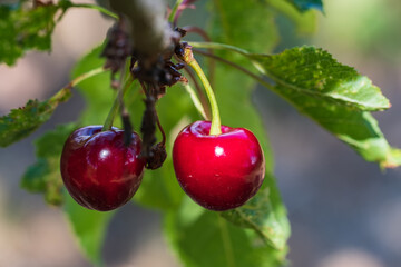 Close up of delicious ripe red fresh juicy cherries on the tree in a cherry orchard in Frauenstein / Germany 