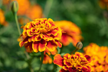 Macro of a lovely orange blooming marigold on a sunny day