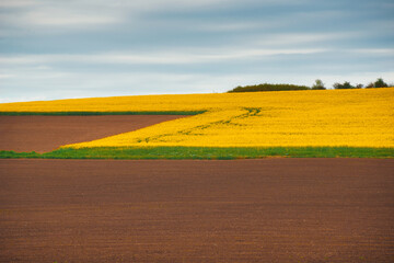 Obraz premium Photo of raps field during spring day, agriculture and farm concept