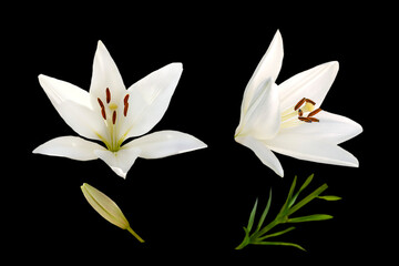 white lily flowers isolated on black
