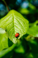 ladybird on a leaf